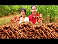 Download Lagu Colhendo mais de 1000+ Galangas Em Clima Quente, Vai Para O Mercado Vender | Lotus Farm Life