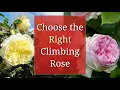 Choose the Right Climbing Rose