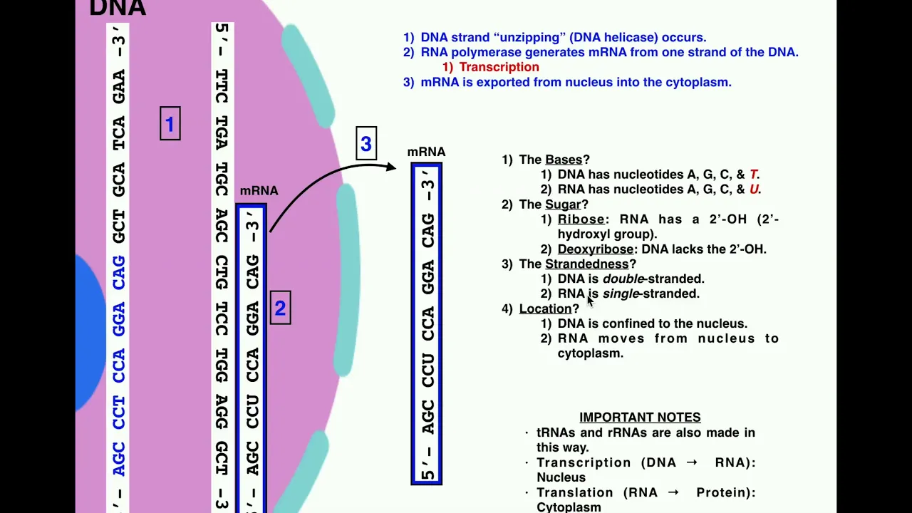 The Central Dogma of Biology | Transcription & Translation: The Basics