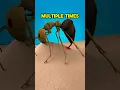 Download Lagu Stay AWAY From Fire Ants 😨 #viral
