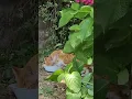 Download Lagu #고양이 3대. 아무도 귀여움을 막을수 없다 pop out #new faces. #summer #cat #길냥이 #gato #kedi #猫 #cute #kitten