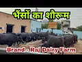 Download Lagu 70 भैंसें 😱 हरियाणा का All India Supply करने वाला सबसे भरोसेमंद डेयरी फार्म - Raj Dairy Farm