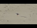 Piping Plover Running on Sand