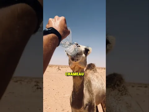 Ne donnez JAMAIS d’eau à un chameau !!  😱🐪