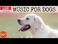 Download Lagu 🔴[LIVE] Dog Music🎵🐶Calming Music for Dogs🐶💖Soothing Dog Sleep Music💖🦮Separation Anxiety Relieve💖19
