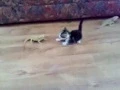 Kitten does a backflip when sees a lizard FUNNY