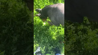 She’s so excited to find one in the wild hahaha #Fyp #dream #pets #doberman