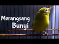 Download Lagu Awas Nyaut ⁉️ Begini Pleci Lombok Betina Memanggil Jantan Agar Gacor (20/1/21)