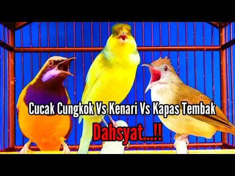 Download MP3 Cucak Cungkok Vs Kenari Vs Kapas Tembak!!