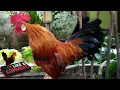 Download Lagu Ayam Kate Gacor Jantan Super Berkokok