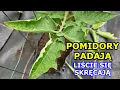 Download Lagu Pomidory PADAJĄ, zwijają im się liście - jak pomóc Pomidorom. Pomidory mają zwinięte liście do góry.