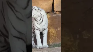 White Tiger النمر الابيض 