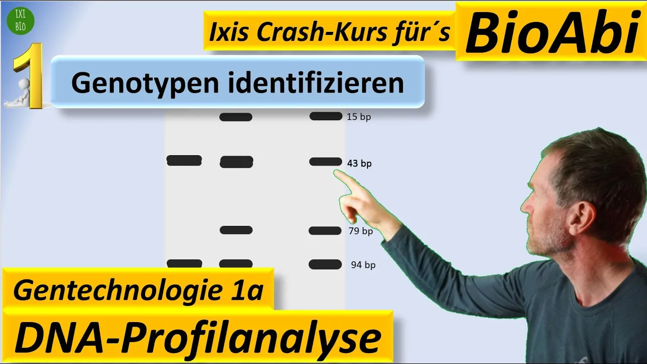 Gentechnik 1 DNA-Profilanalyse - Genotyp-Bestimmung (PCR, Restriktionsenzym, Gelelektrophorese)