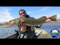 CT DEEP Fisheries Division - Northern Pike stocking