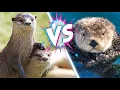 Sea Otters VS River Otters What s The Difference