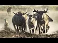 Extremely Rare Footage Pack of Dingoes Hunting Asiatic Water Buffalo in Australia