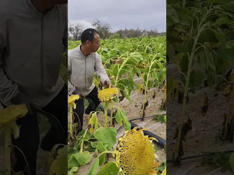 Sunflower flower harvesting process - Good tools and machinery make work easy