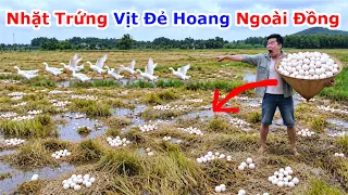Đi Nhặt Trứng Vịt Ngoài Ruộng Lúa , Anh Chăn Vịt Ngoài Đồng Đã Quên Nhặt Trứng Vịt Đẻ Ngoài Đồng