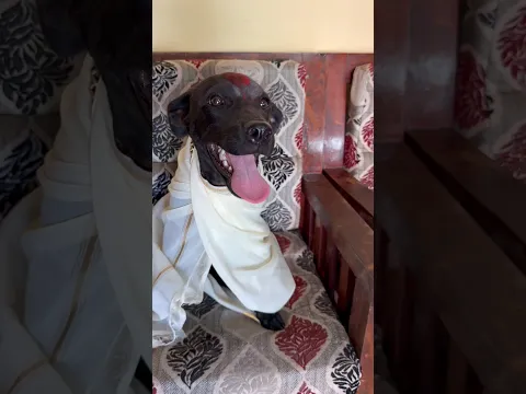 IYER #funny #dogtalk #petsempire #dogcommunication #pets