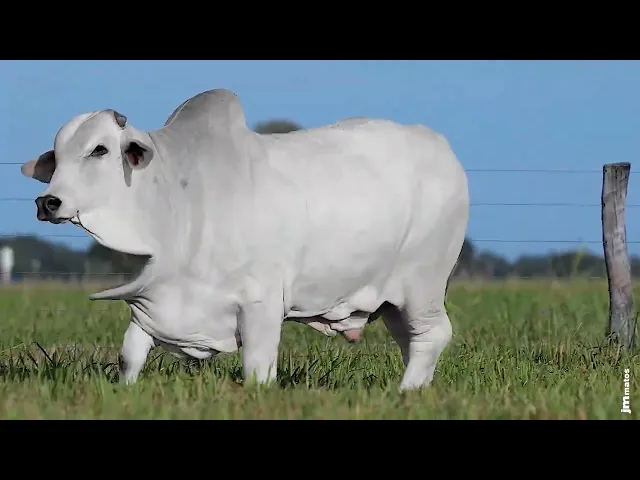4279 FIV DA MARCONDES