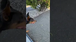 🐾💜 . #fyp #dream #doberman #pets #youtube