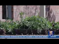 Drug Bust at Multiple Homes in Mesa County