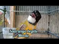 Download Lagu Terbukti ampuh untuk pancingan burung bimoli agar cepat gacor