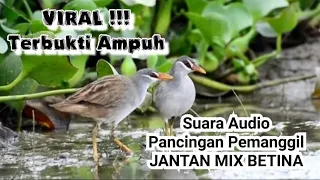  suara pikat burung tikusan alis putih jantan mix betina memang ampuh buat pancingan pemanggil
