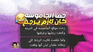 ريأكت شات  صفصف  الفلاح  عايز يتجوز   عينه وحشه وغرق جاموسة أبو ابراهيم   دندنها
