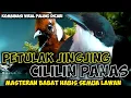 Download Lagu VIRAL BABAT ABISS!! PETULAK JINGJING SAMBUNG CILILIN PANAS MEWAH || PETULAK JINGJING VS CILILIN