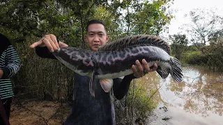 7 HARI 6 MALAM MENCARI MONSTER TOMAN DAN PANEN IKAN BAUNG DI RAWA DALAM