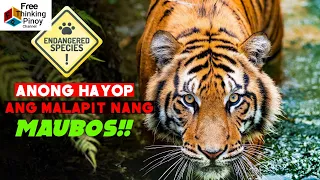 COMPILATION🌟 ENDANGERED and EXTINCT animals explain study | Last known footage of extinct animals