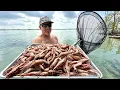 Download Lagu *Millions of Rock Shrimp Acting Very Strange* We were Catching them with Dip Nets! (Catch \u0026 Cook)