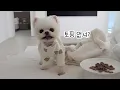Lagu Deze geweldige puppy haat vlees, maar is dol op groenten.