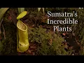 Download Lagu In Search of Sumatra's Incredible Plants and Other Wildlife (Part Two)