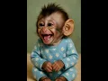 Download Lagu Cutest laugh ever from baby monkey 🙈♥️❤️😘