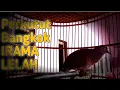 Download Lagu Perkutut bangkok irama lelah ampuh buat pancingan #zebradove #birdsong