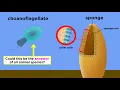 The Origin of Multicellular Life Cell Specialization and Animal Development