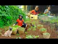 Download Lagu Harvest  Okra \u0026 Winged Beans Goes To Market Sell Market, Cooking Childhood Dishes with My Brother.