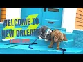 Dog-friendly New Orleans A Dogs Guide to Happy a Happy Home