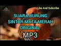 Download Lagu Suara Burung Sintar Mata Merah