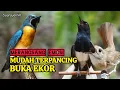 Lagu TERBUKTI AMPUH, MERANGSANG EMOSI TLEDEKAN GUNUNG, SRDC DAN KACER