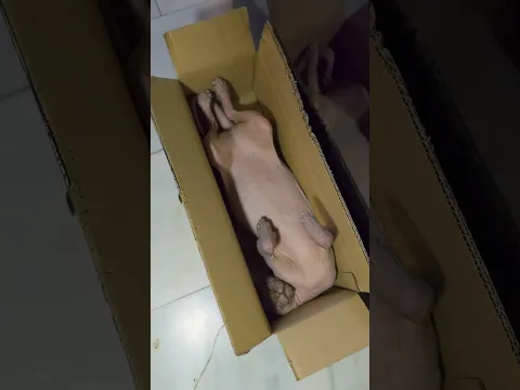 If It's Fits it's Sits 😂 #funnyvideo #shortvideo #cat