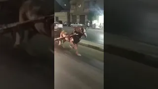 الحصان الإداره     دندنها