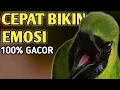 Download Lagu CEPAT BIKIN ESOSI 100% GACOR‼️ pancingan cucak ijo biar gacor 