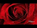 fadel shaker ~ 'Khatarna alaa Balak"