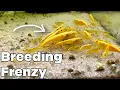 Managing Cherry Shrimp Populations