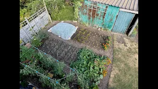 Small Garden in High Summer | Harvests, Replanting & Watering