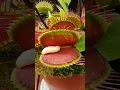 Download Lagu Venus Flytrap eats juicy worm