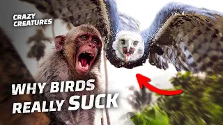 Why The Internet Hates Birds